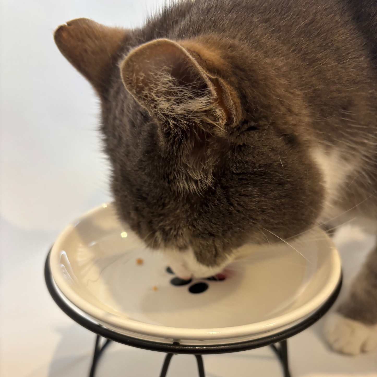 Paw & Fish Elevated Pet Bowls